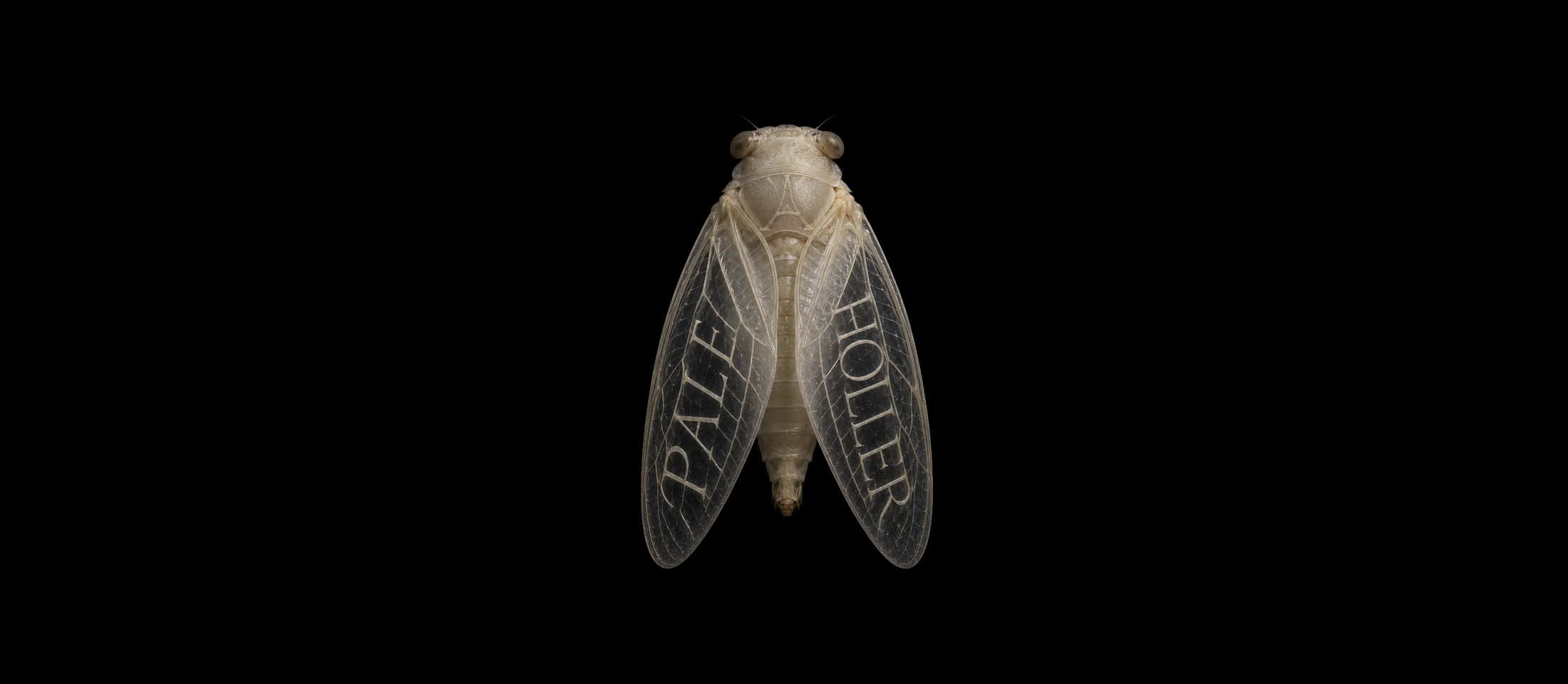 A pale cicada on black, its wings bearing the words PALE HOLLER